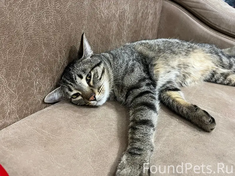 Найден кот, Жалнина 18