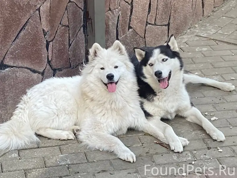 Пропали Хаски Марс и самоед Мия, Таврово 2