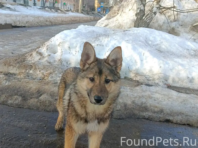 Найден щенок (девочка), парк у детской поликлиники 2