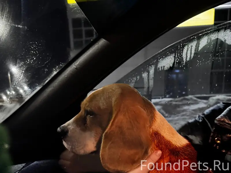 Найден джек рассел, девочка, улица Стрелковой