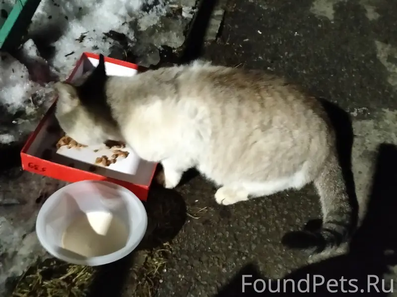 Найден котик, улица Воркутинская