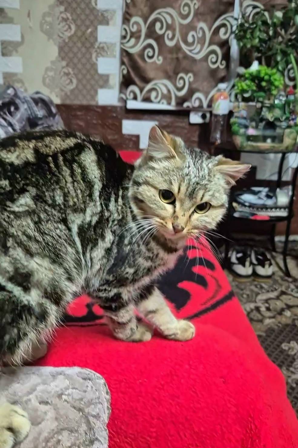 Найден котёнок