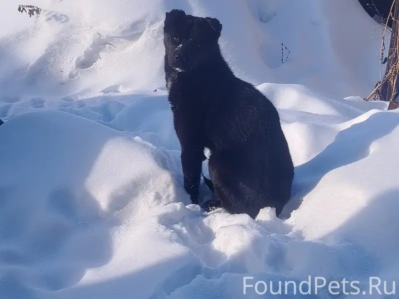 Найден метис алабая, район магазина Стройка
