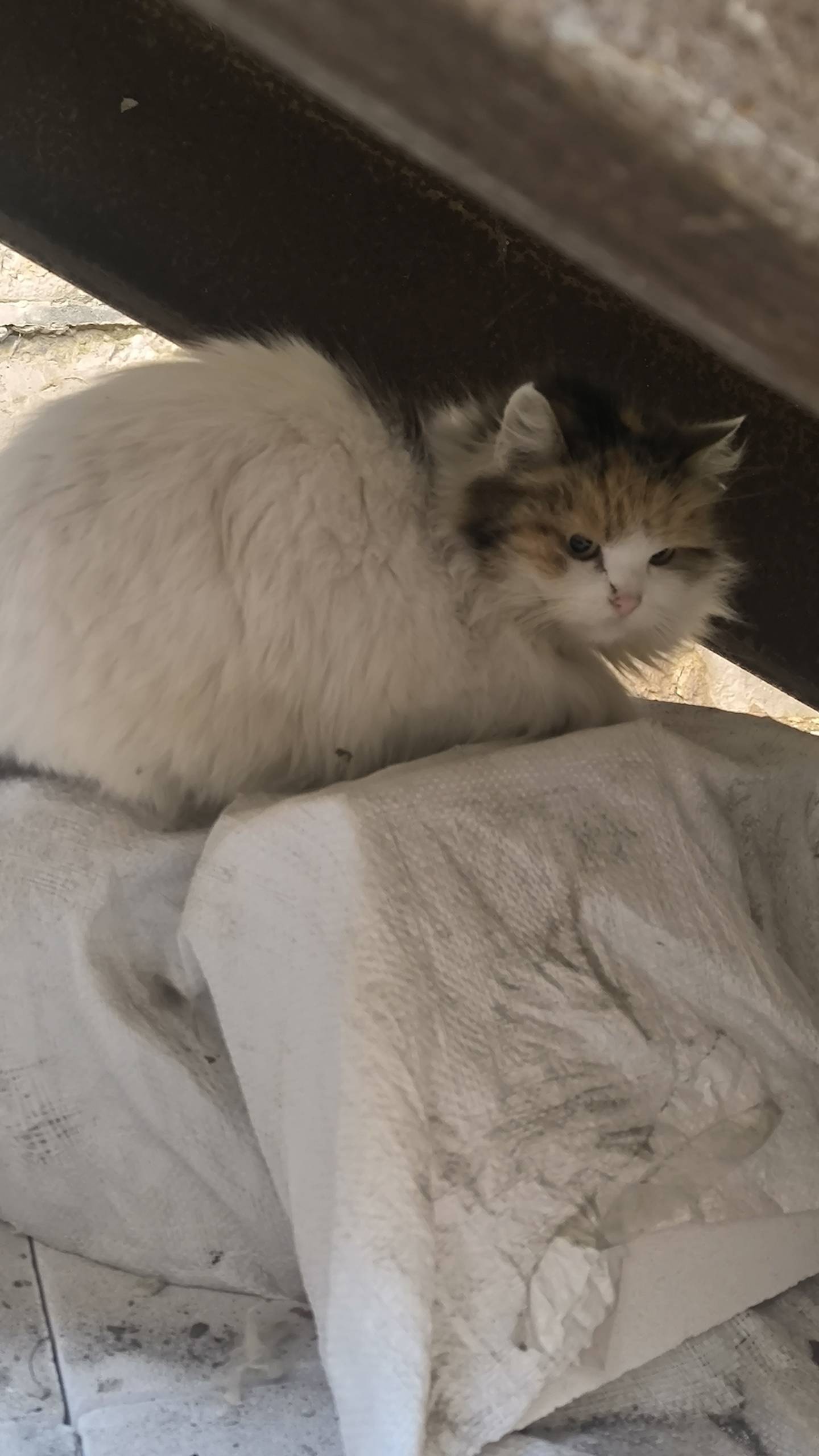Найдена кошка, во дворе дома