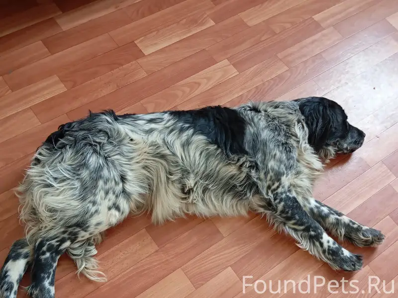 Пропала собака, улица Приозерная 6