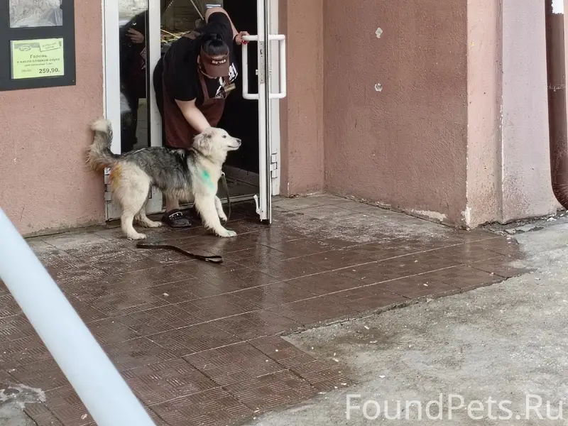 Пропал молодой пёс, юго-запад