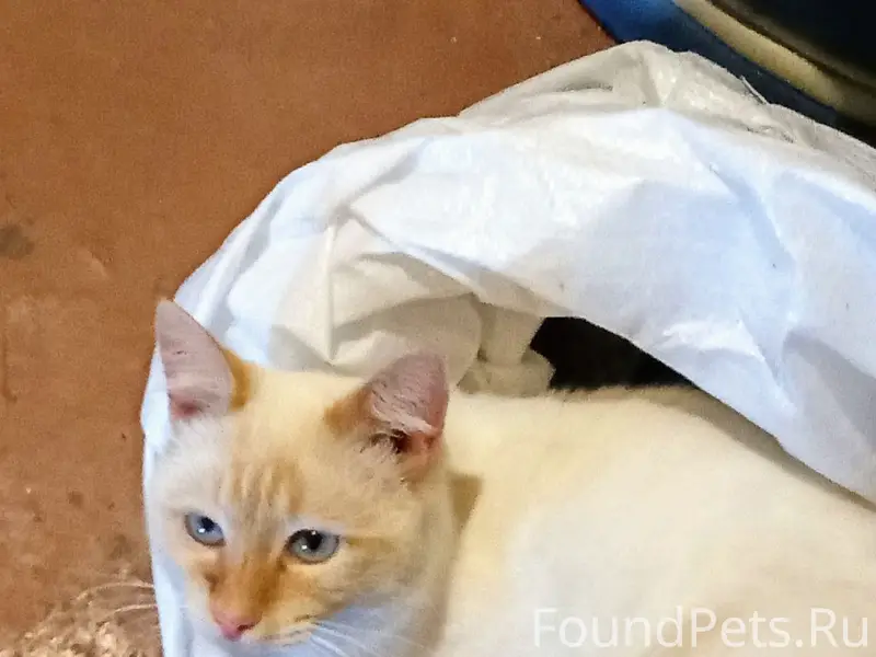 Пропали три кота