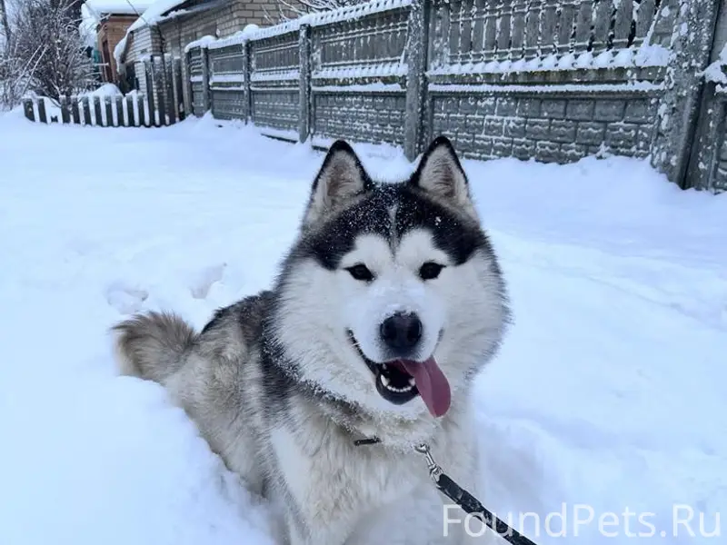 Пропал Сибирский хаски Арни, улица Давыдова