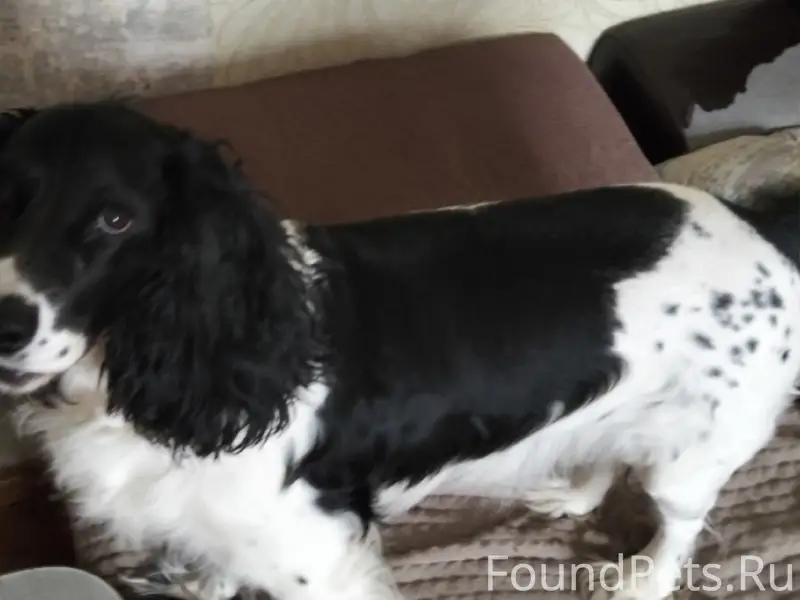 Пропал Русский спаниель Рафаэль, Печерское
