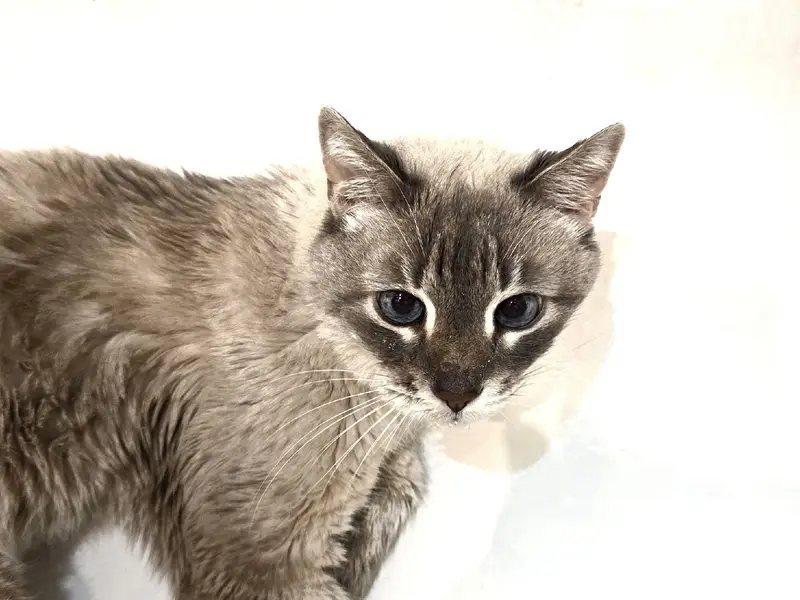 Пропал кот Барсик, ул. Седина д. 36