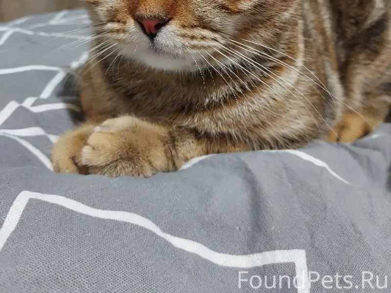 Пропал домашний кот Джерри, Заволжье