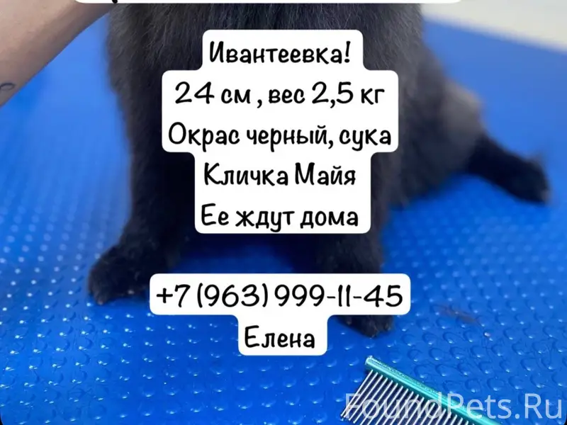 Пропал померанский шпиц, Центральный проезд