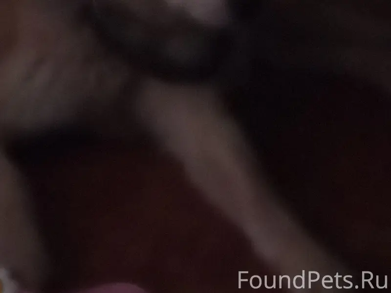 Пропал Кобель Акиты Ину Хатико, г. Рязань