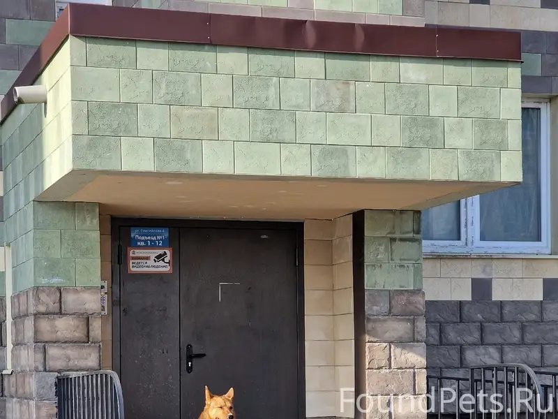 Найден крупный пес, хромает, мжк Изумрудная Долина