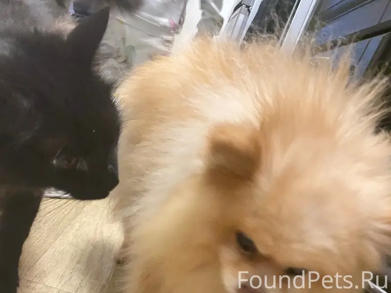 Найден тип собака, район кристалла