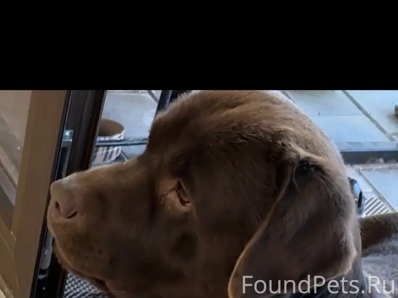 Пропал Лабрадор Цитрус, Симферопольский район