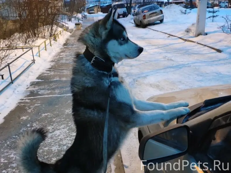 Пропал хаски, глаза разного цвета