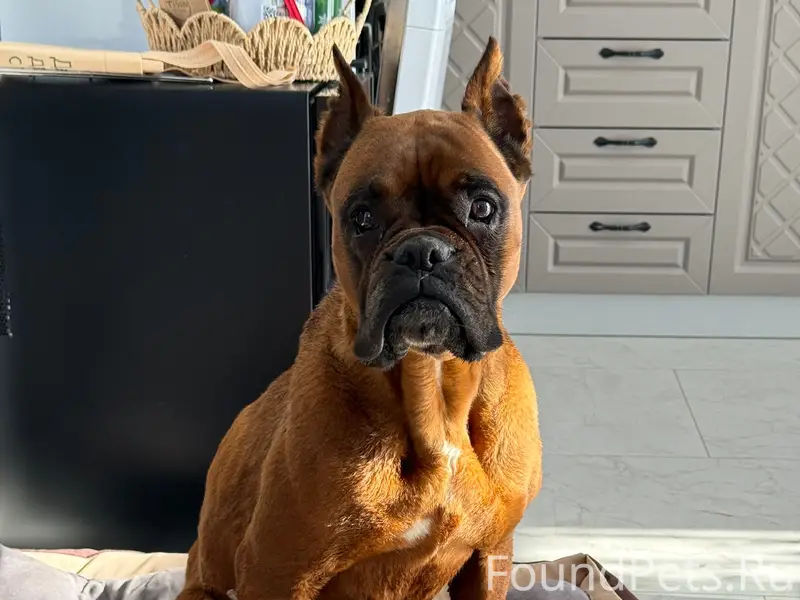 Найден боксер, Новоселки, чеховский район