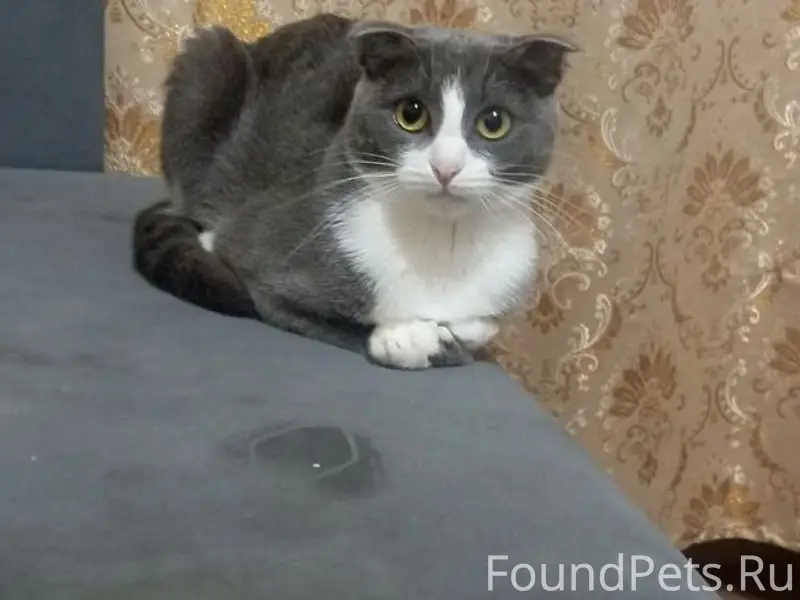 Пропала кошка Тася, улица Зарубина