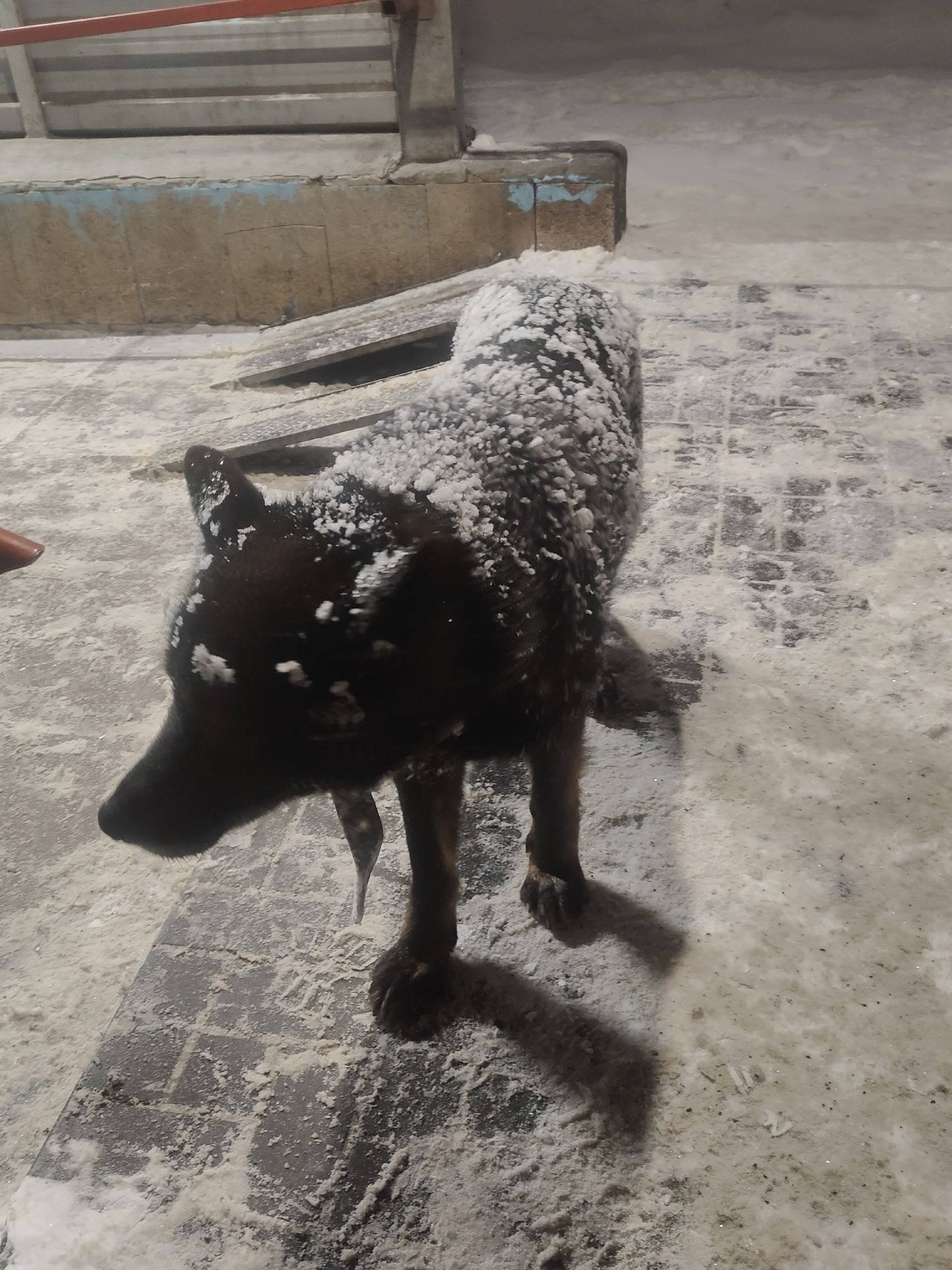 Найден пёс-овчарка, коричневый с чёрными подпалинами, Новосибирск