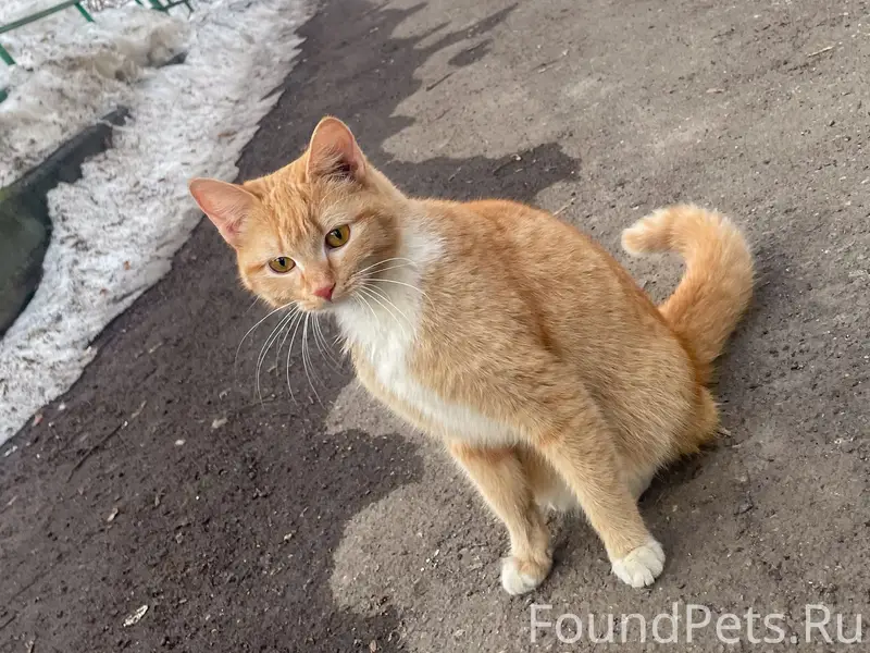 Найдена кошка, район Драмтеатра, Калуга