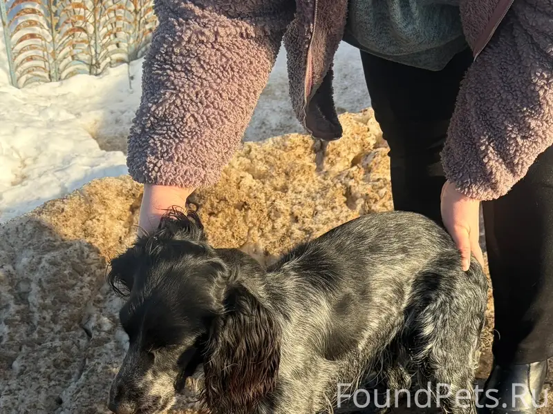 Найдена собака спаниель, деревня Каюрово
