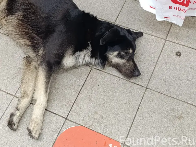 Найден пёс, у магазина 'Магнит' по Александра Шмакова
