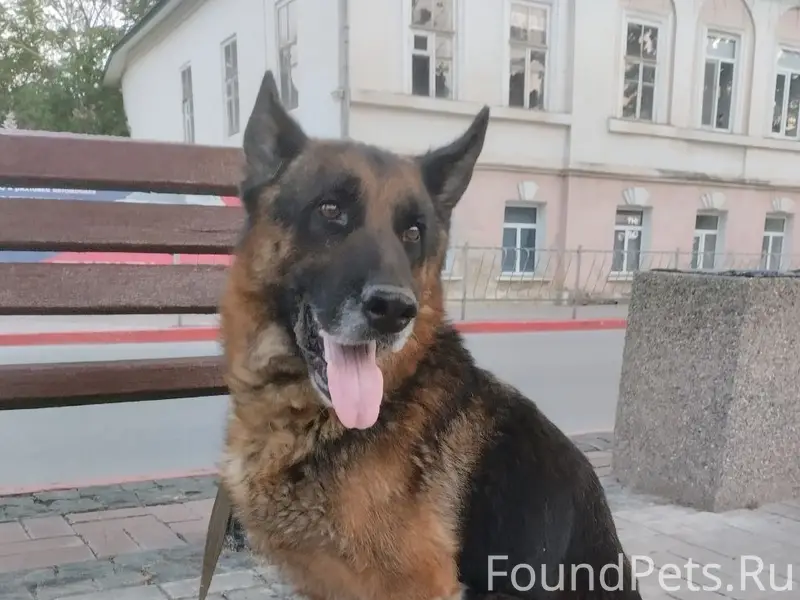 Пропал пёс Жан, район Митридата