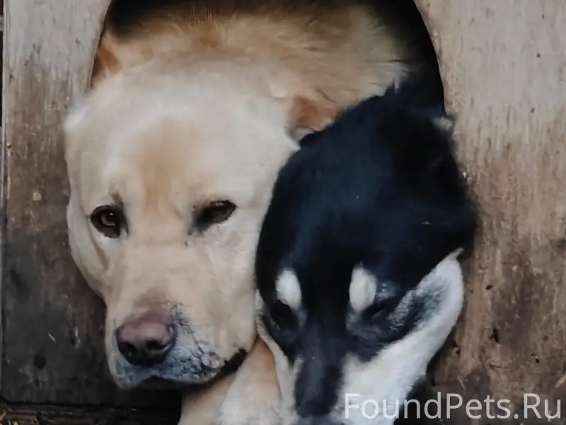 Пропали собаки, Рогатка