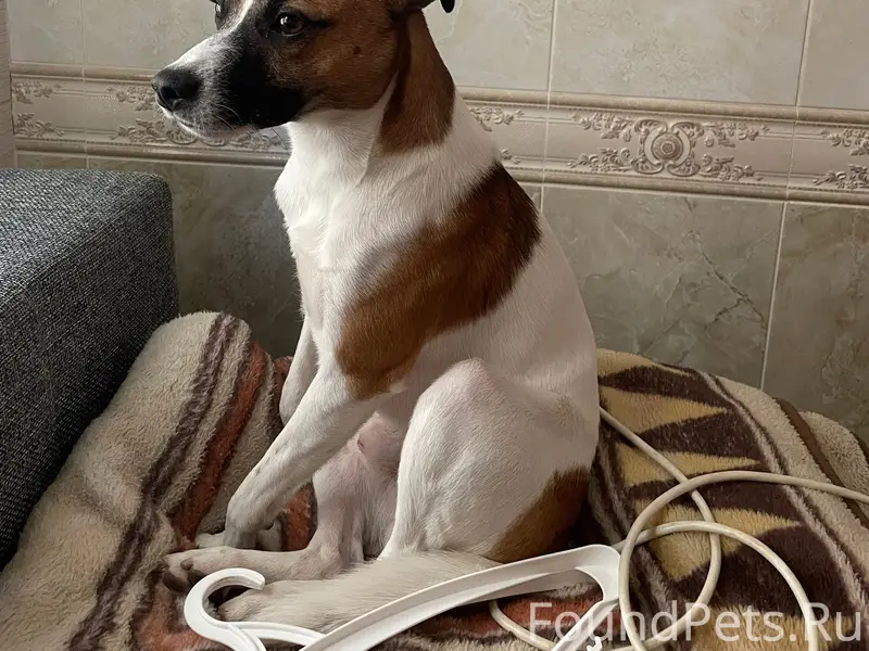 Пропал пёс Рэй, район 1 гимназии