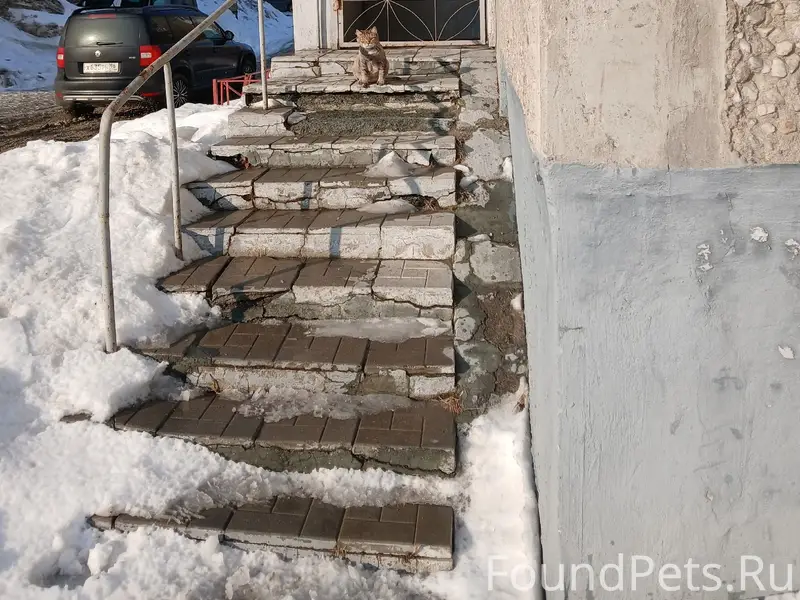 Пропал котёнок, Гагарина 16