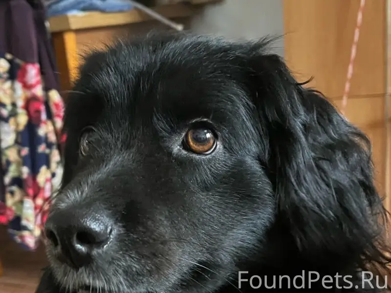 Пропал пёс Раф