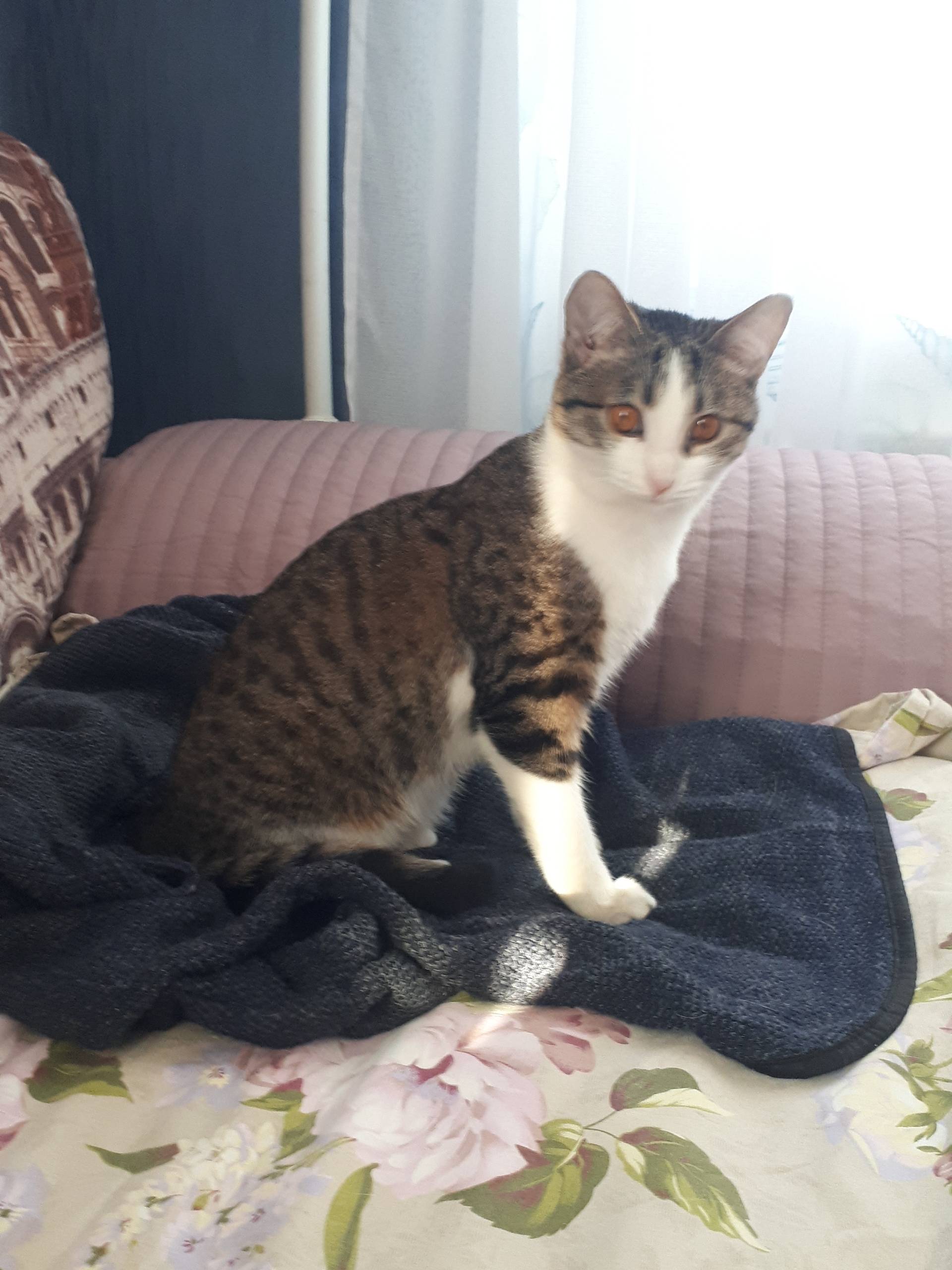 Найдена домашняя кошка, без клички