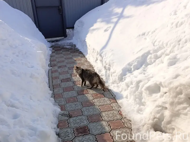 Пропал кот, серый с зелёным ошейником