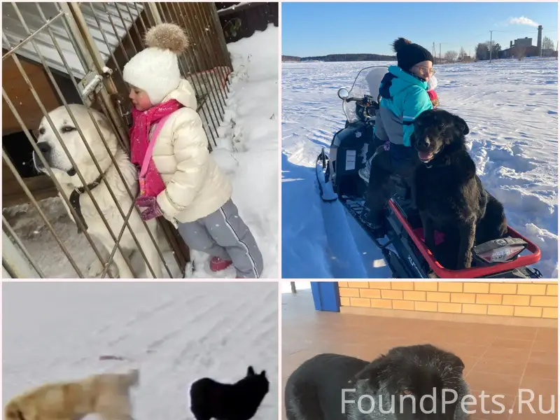 Пропали собаки, чёрная и белая, район улицы Новой