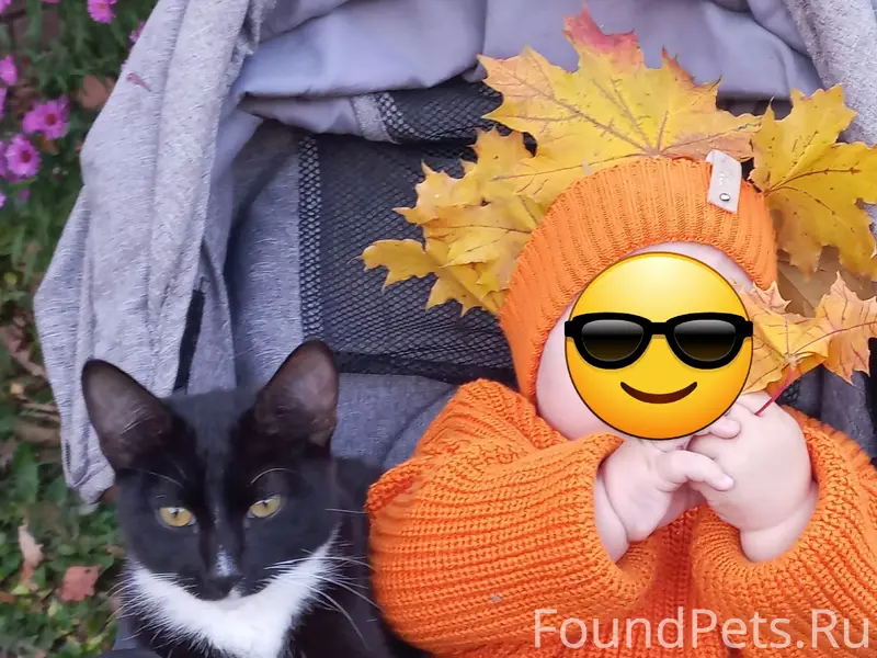 Пропал кот, микрорайон Зеленка