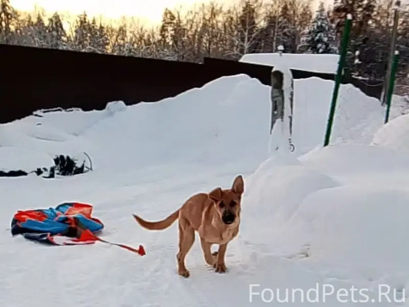 Пропала собака