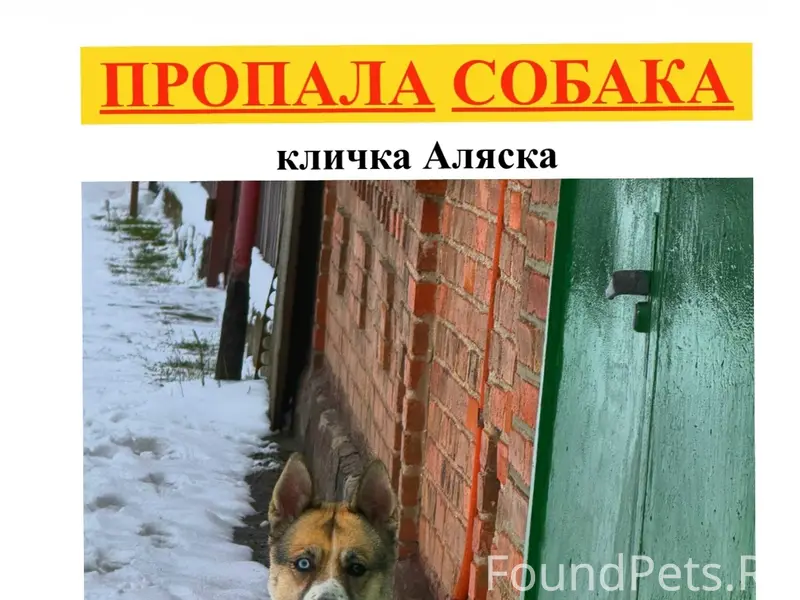 Пропала собака
