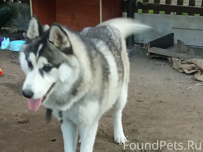 Пропала хаски Дина, Ногинск