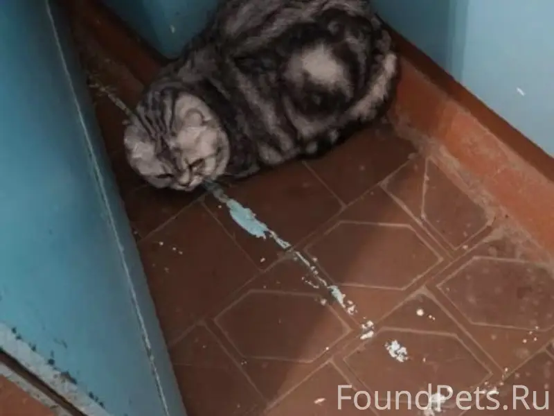 Найден шотландский вислоухий, левый берег, пос. Солнечный