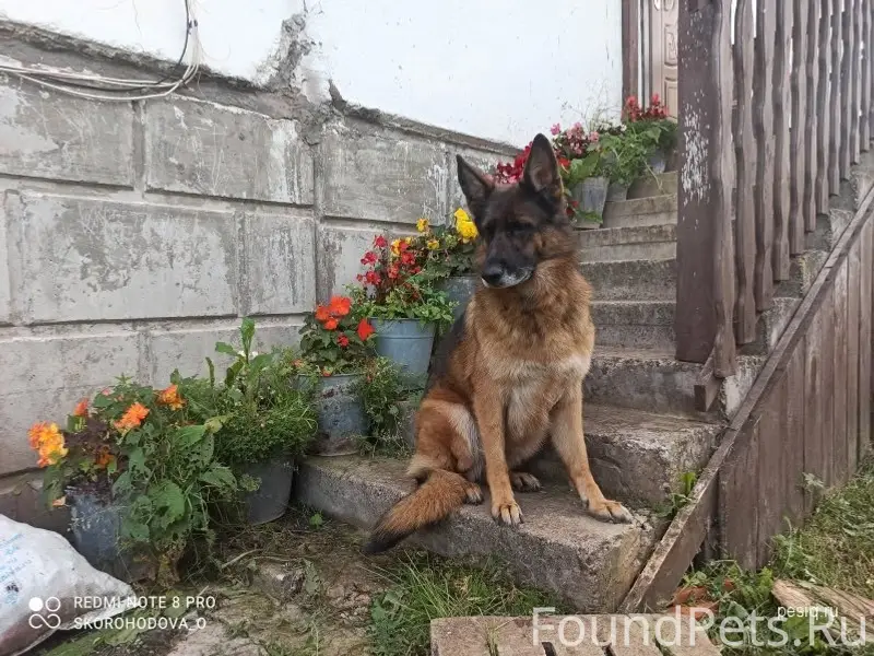 Пропала овчарка, д. Фишнёво