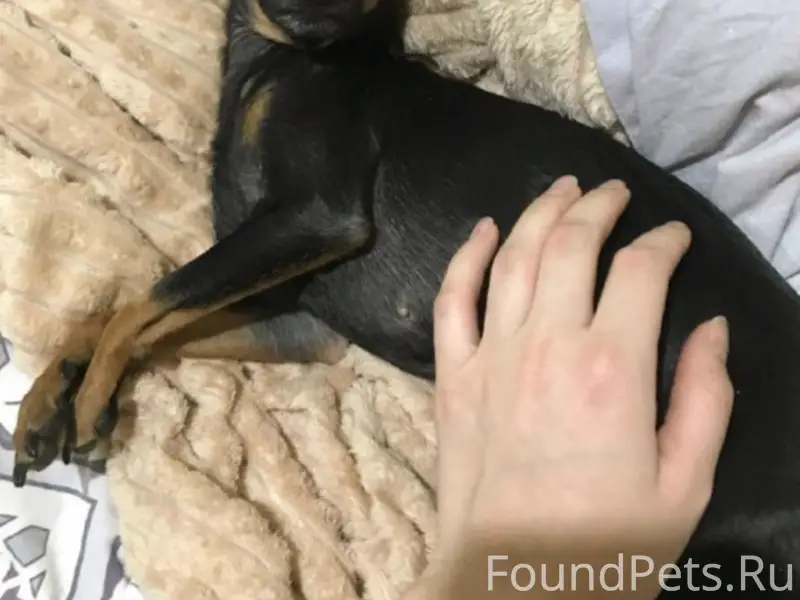 Пропала девочка той-терьер Боня, район ЗАГСа