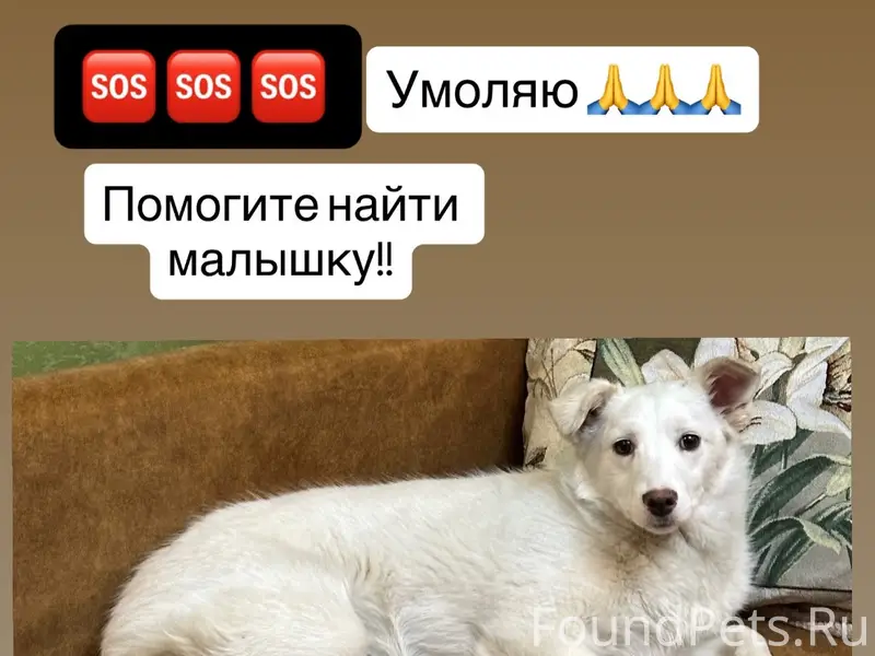 Пропала собака, частный сектор