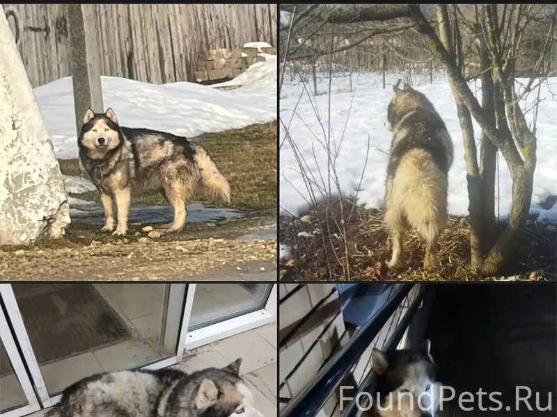 Найден хаски, Волосово