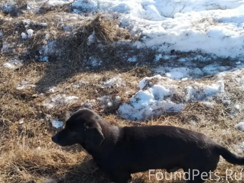 Пропал метис таксы Лёвик