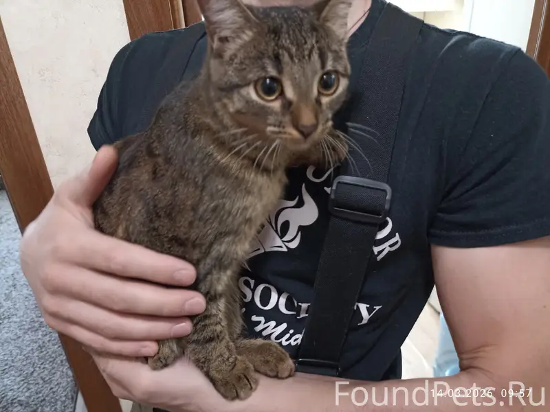 Найден котёнок, ул. Белоконской, 12 Б