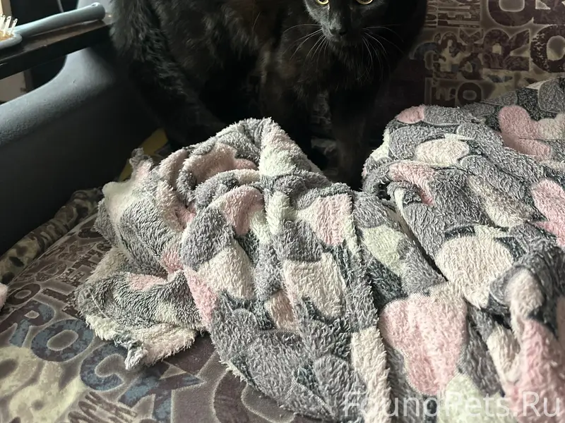 Найден котик, подъезд дома 12 по улице Есенина