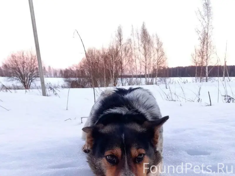 Пропала собака Муна, район лесного массива