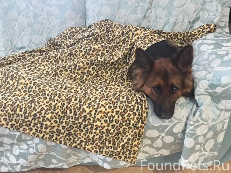 Пропала собака, Большие и Малые клыки, Царицыно