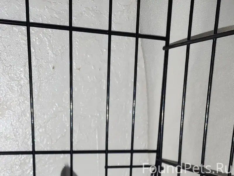 Найдена кошка, [место не указано]